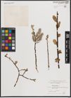 Foto von Salix caprea L.